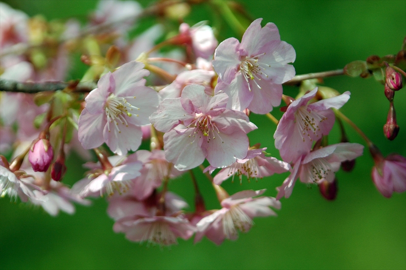 1005_下田みなみの桜_静岡