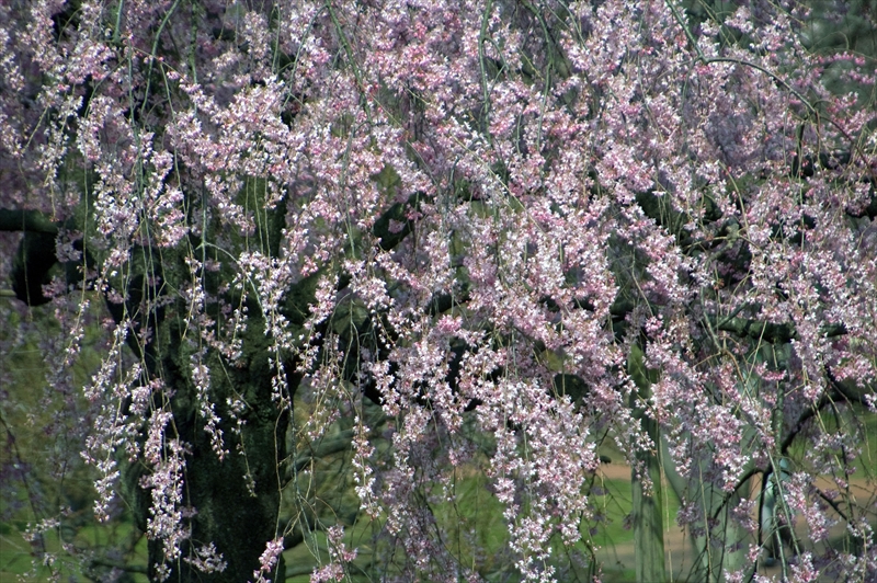1002_三ッ池公園_神奈川