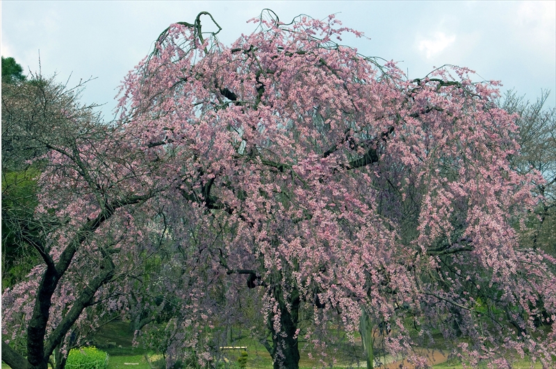 1003_三ッ池公園_神奈川