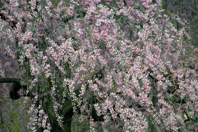 1004_三ッ池公園_神奈川
