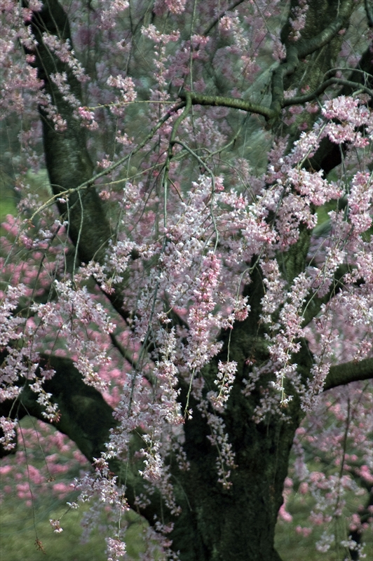 1005_三ッ池公園_神奈川
