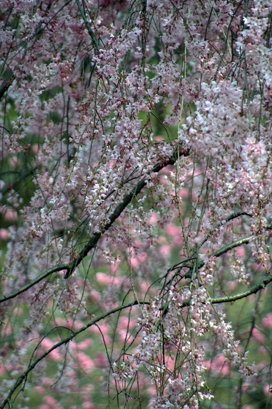 1006_三ッ池公園_神奈川