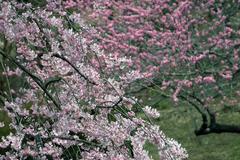 1007_三ッ池公園_神奈川
