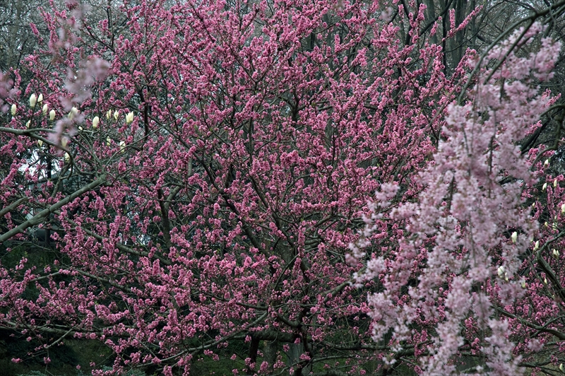 1008_三ッ池公園_神奈川