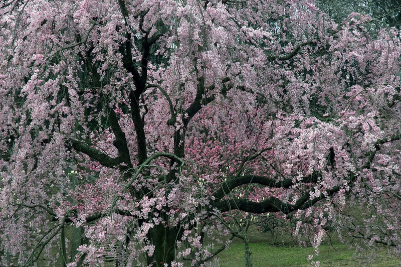 1009_三ッ池公園_神奈川