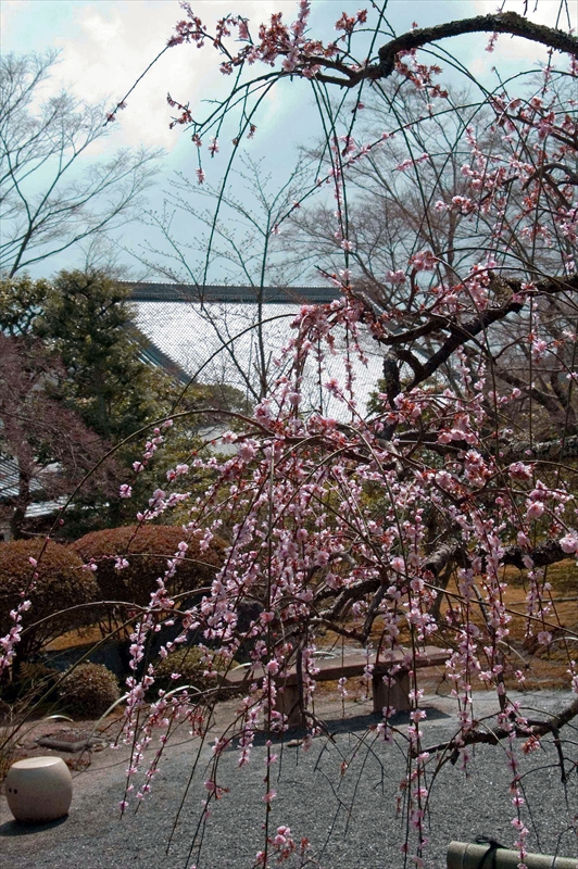 1033_洛西 天龍寺_京都