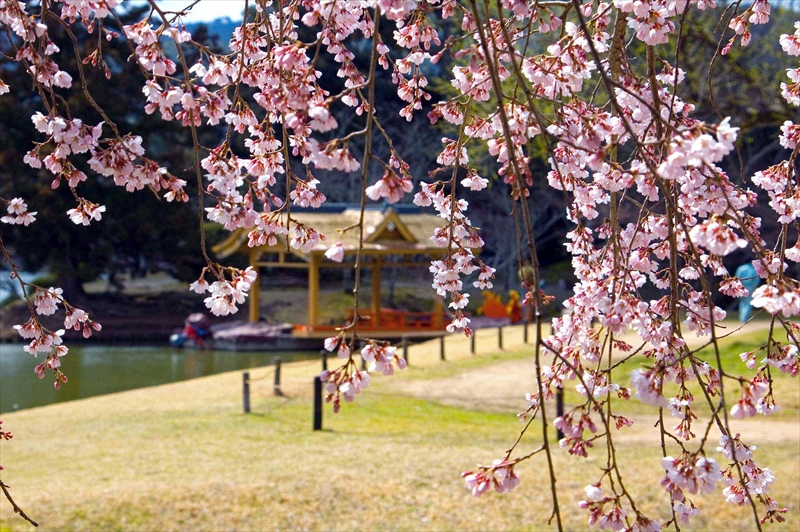 1024_洛西 大沢池_京都