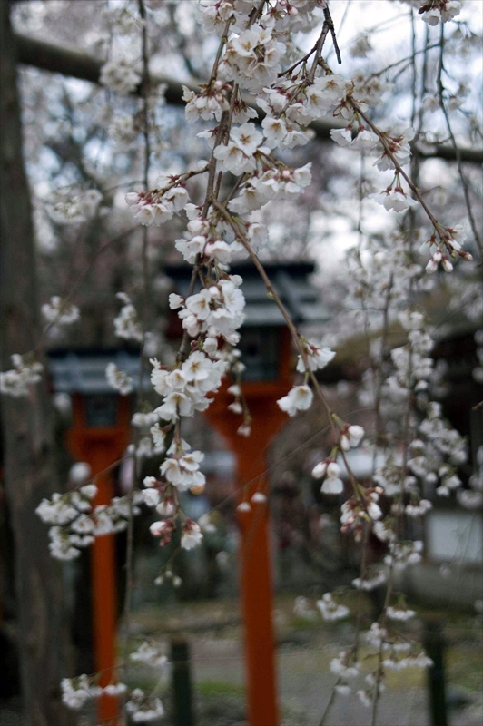 1033_洛中 平野神社_京都