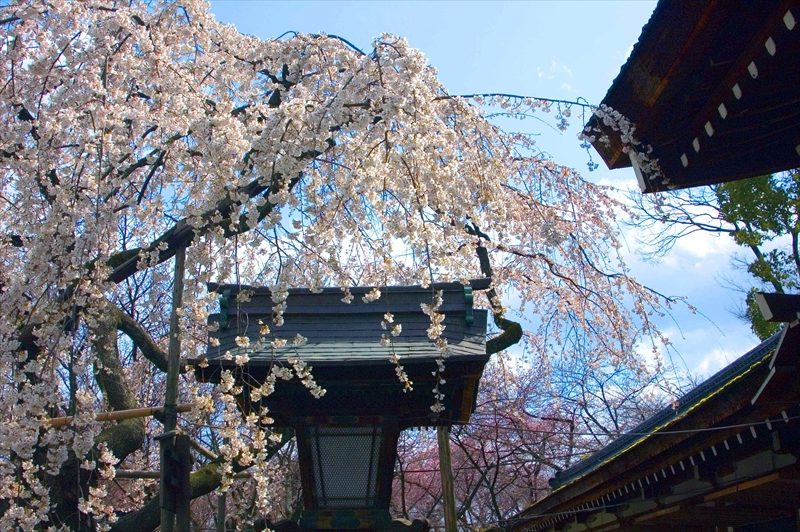 1035_洛中 平野神社_京都