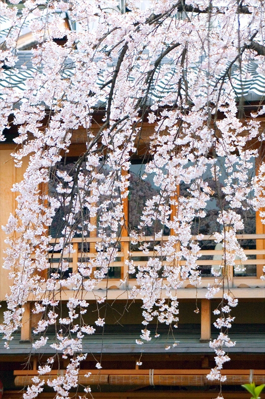 1054_洛東 祇園白川_京都