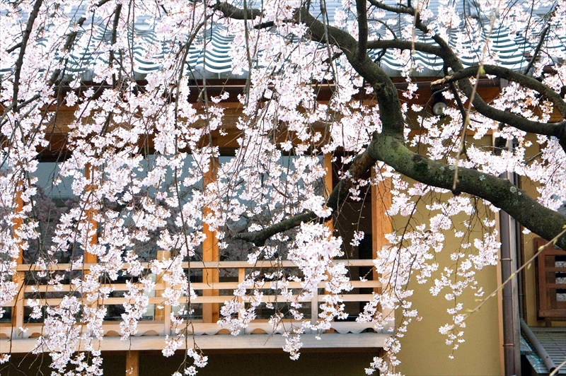 1057_洛東 祇園白川_京都