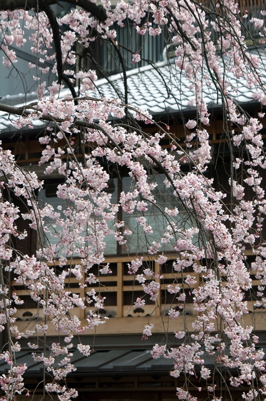 1058_洛東 祇園白川_京都