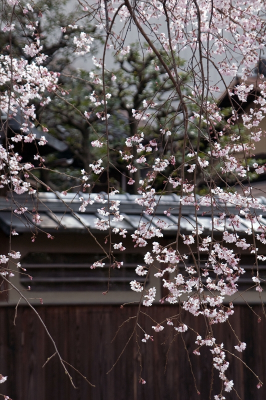1060_洛東 祇園白川_京都