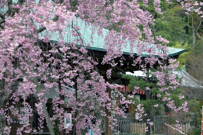 1003_洛西 二尊院_京都