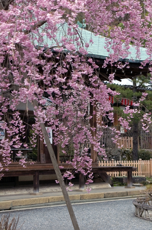 1004_洛西 二尊院_京都