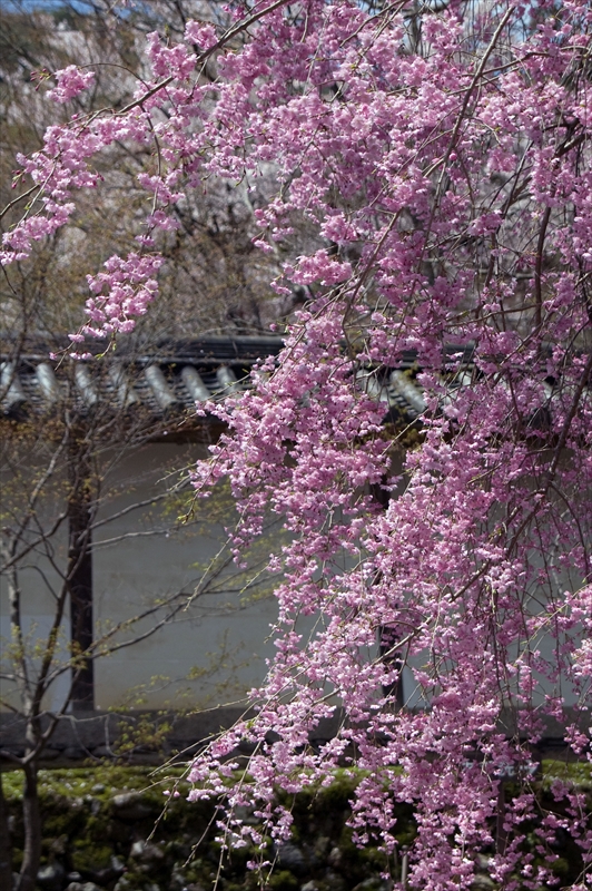 1006_洛西 二尊院_京都