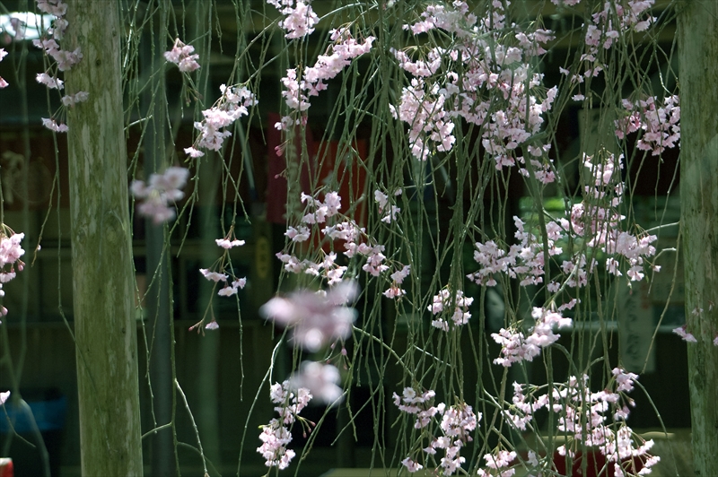 1008_洛西 二尊院_京都