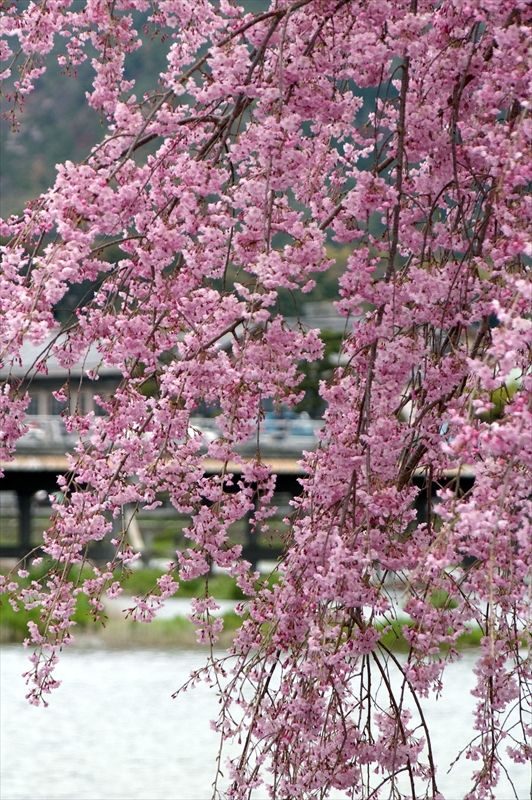 1034_洛西 渡月橋_京都