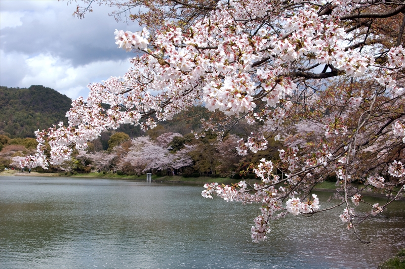 1027_洛西 大沢池_京都