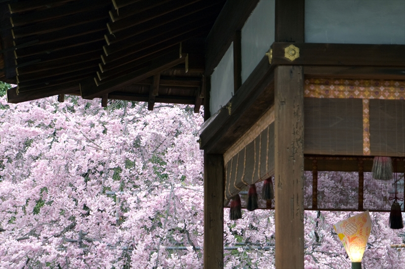 1038_洛中 平野神社_京都