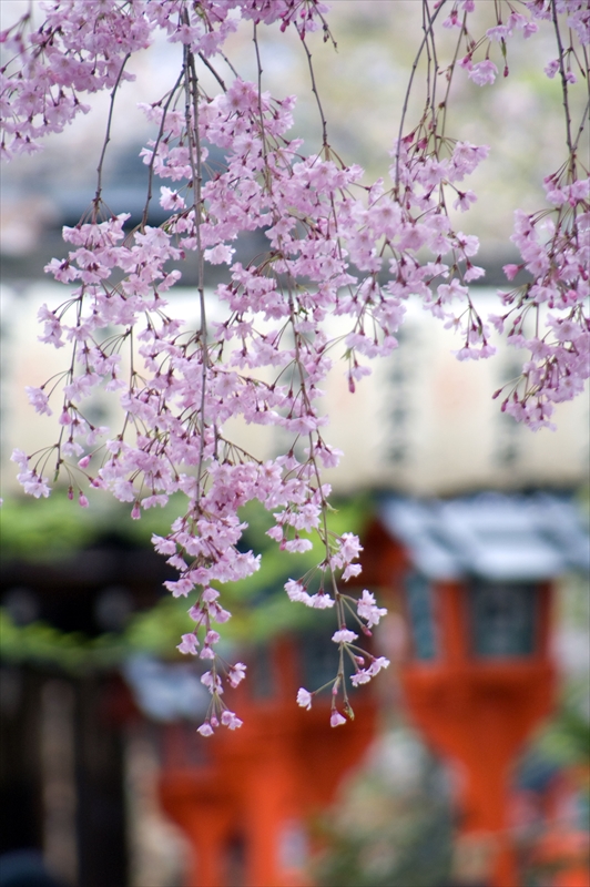 1039_洛中 平野神社_京都
