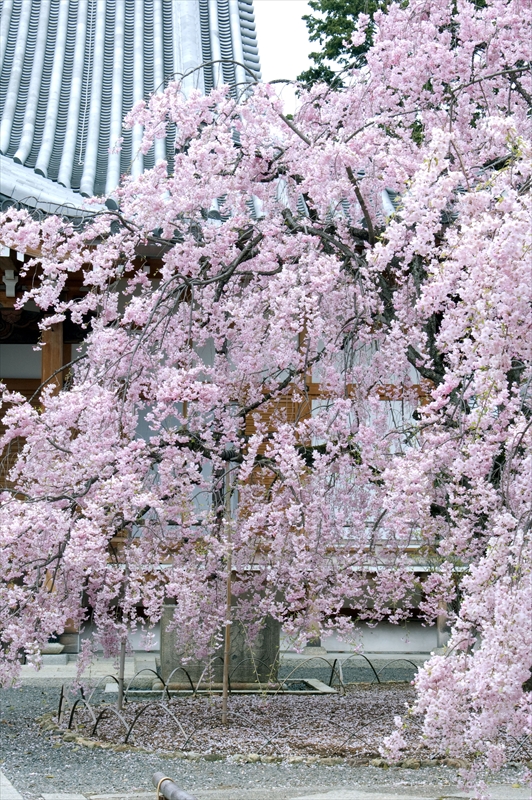 1076_洛中 上品蓮台寺_京都