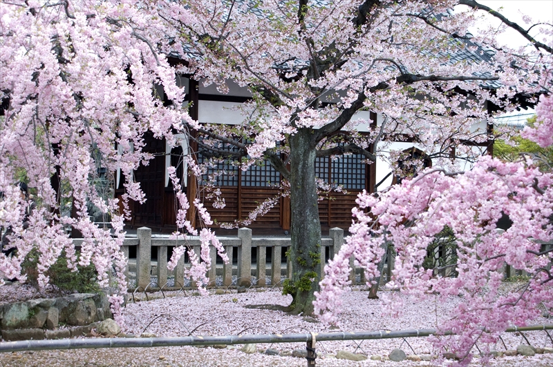 1077_洛中 上品蓮台寺_京都