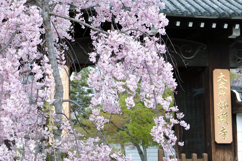 1058_洛中 妙顕寺_京都