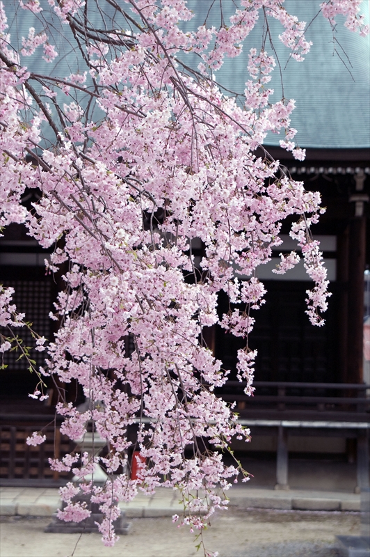 1059_洛中 妙顕寺_京都