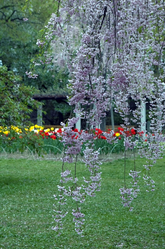 1004_弘前公園_青森