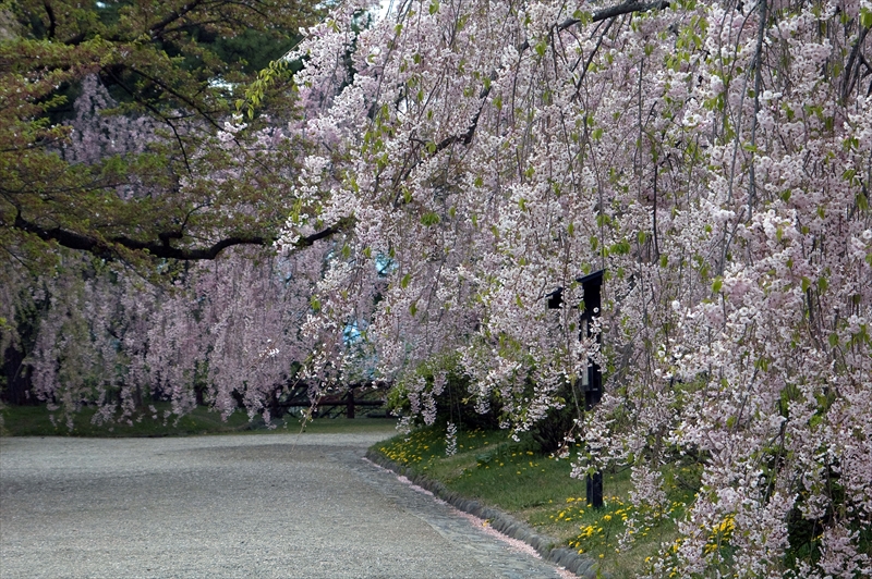 1006_弘前公園_青森