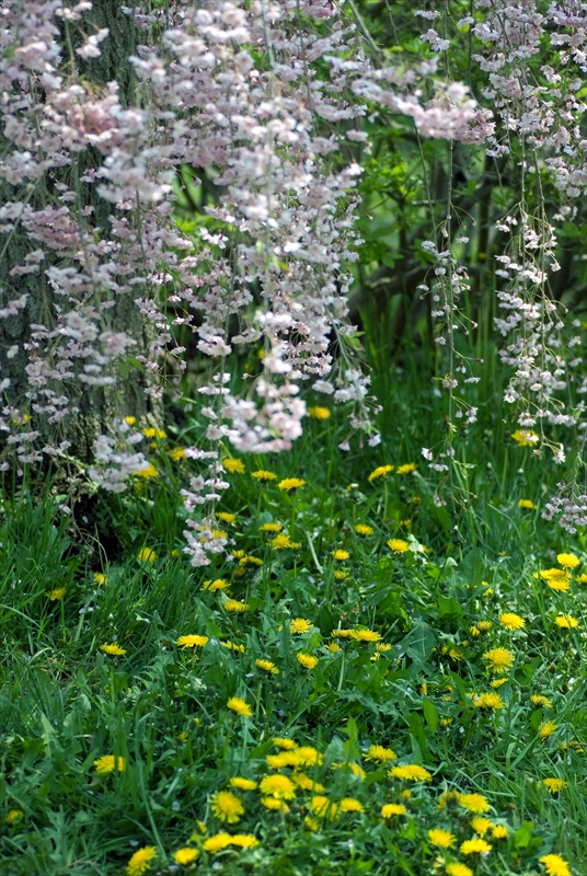 1010_弘前公園_青森
