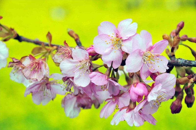 1007_下田みなみの桜_静岡