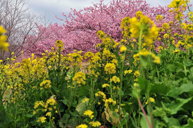 1010_下田みなみの桜_静岡
