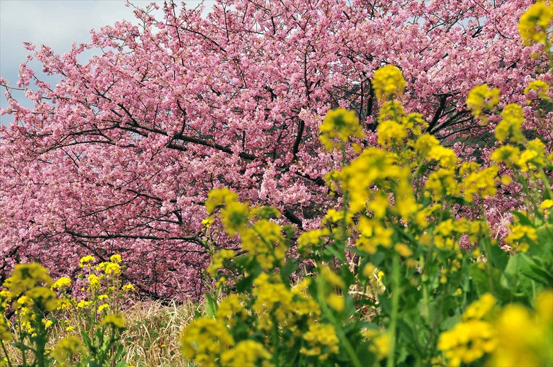 1011_下田みなみの桜_静岡