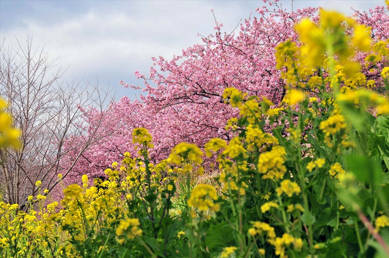 1012_下田みなみの桜_静岡