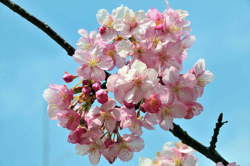 1015_下田みなみの桜_静岡