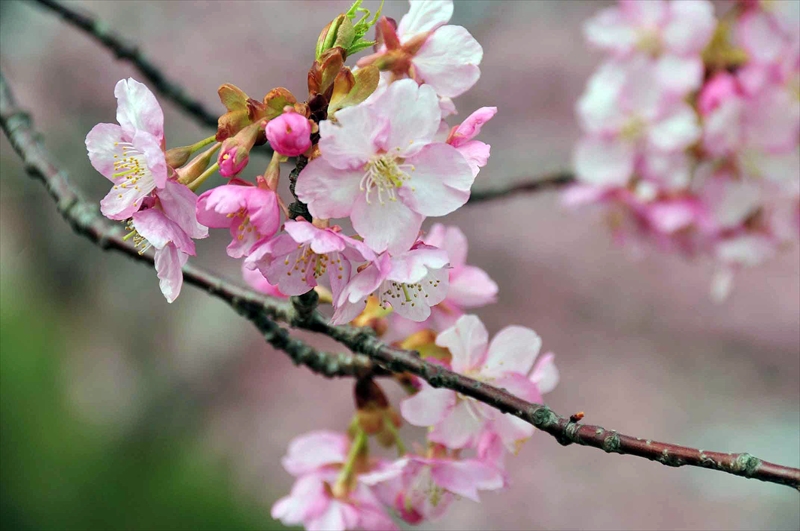 1022_下田みなみの桜_静岡