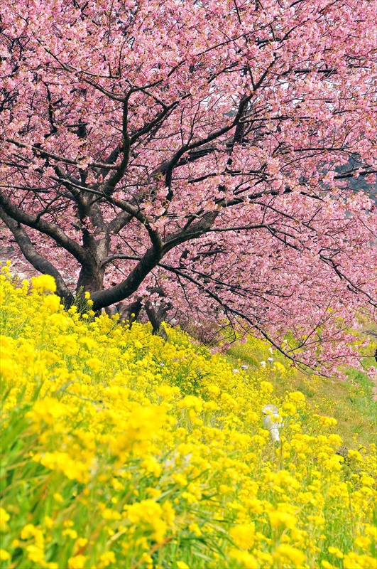 1024_下田みなみの桜_静岡