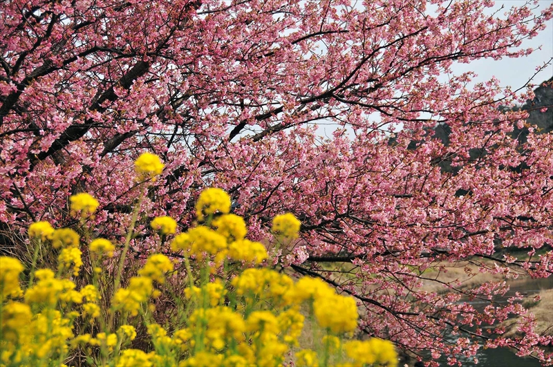 1026_下田みなみの桜_静岡
