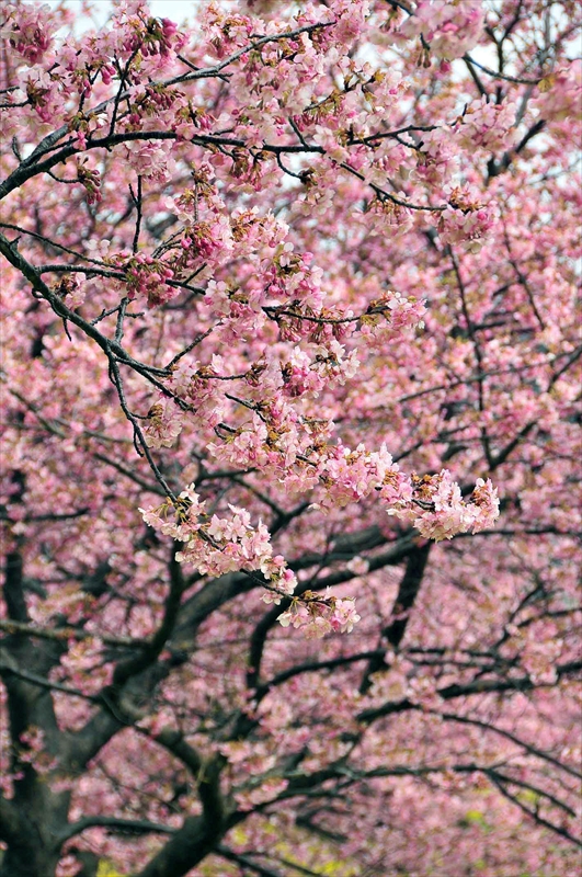 1028_下田みなみの桜_静岡