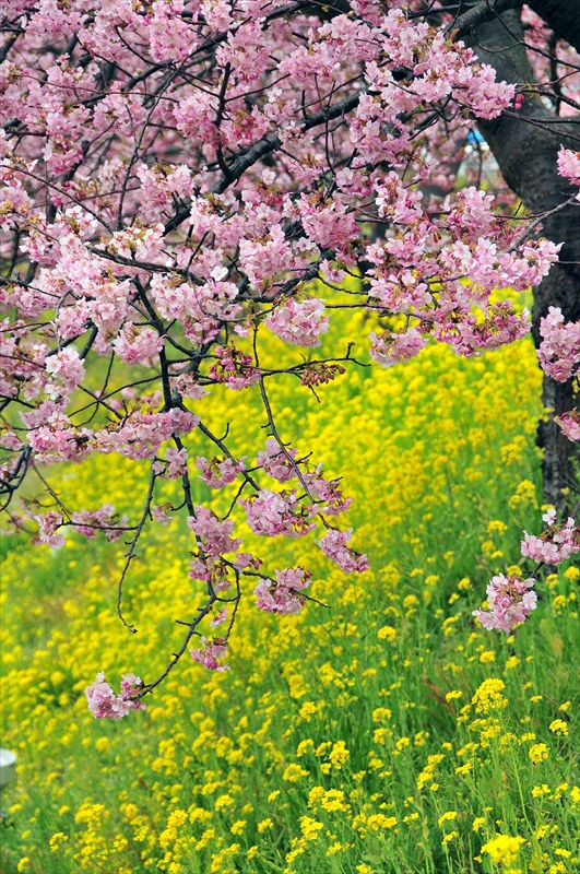 1032_下田みなみの桜_静岡