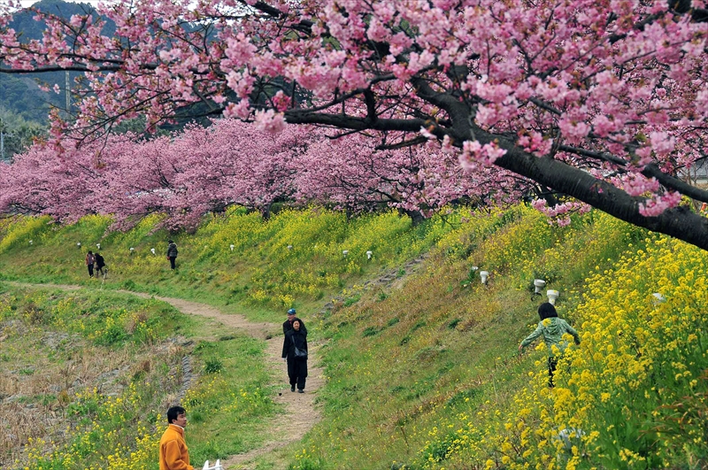 1033_下田みなみの桜_静岡