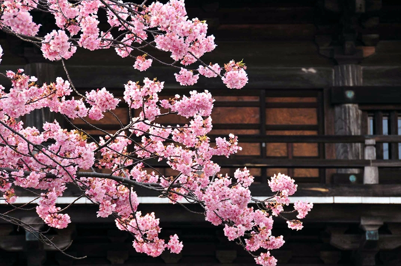 1034_下田みなみの桜_静岡