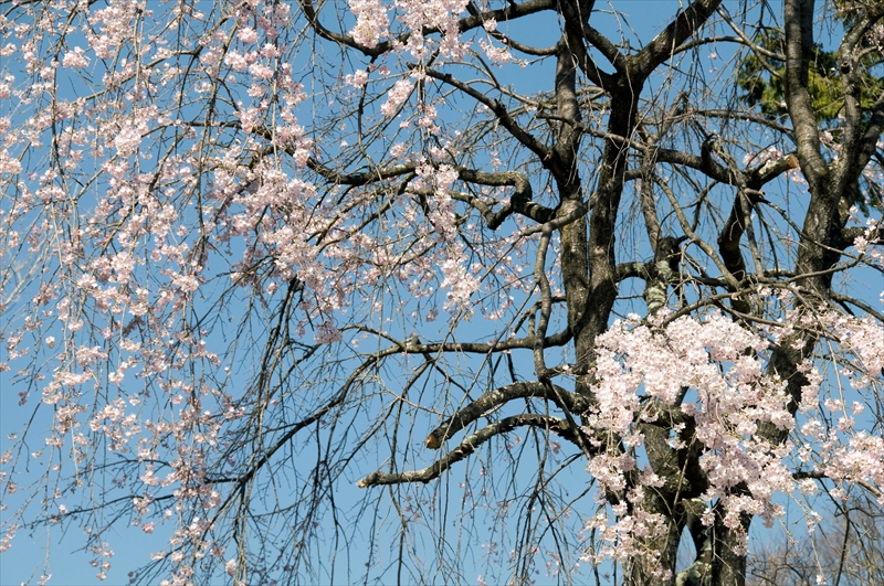 1041_小諸城址懐古園_長野