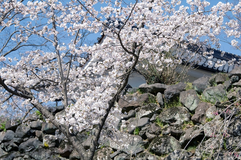 1044_小諸城址懐古園_長野