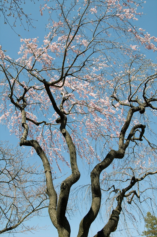 1045_小諸城址懐古園_長野