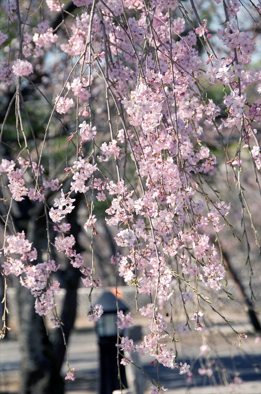 1046_小諸城址懐古園_長野