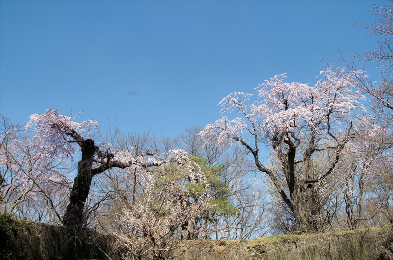 1048_小諸城址懐古園_長野
