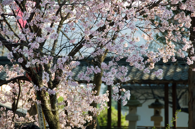 1094_上田城跡公園_長野